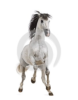 Andalusian horse