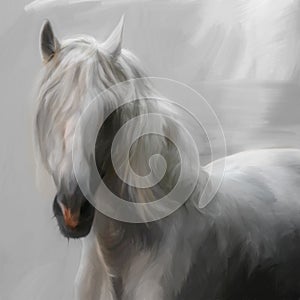 Andalusian horse photo