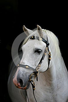 Andaluz un caballo sobre el negro 