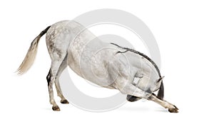 Andalusian horse bowing photo