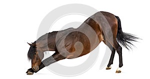 Andalusian horse bowing