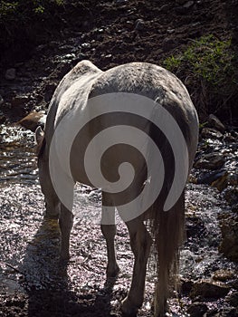 Andalusian horse drinking in a river