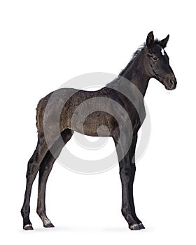 Andalusian horse foal on white background photo