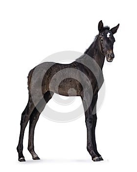 Andalusian horse foal on white background photo