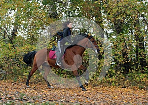 Andalusian horse into forest ranch in autumn evening