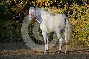 Andalusian horse into forest ranch in autumn evening