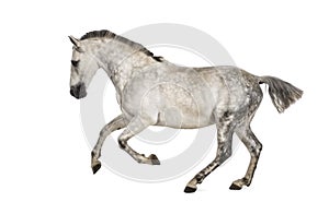 Andalusian horse galloping