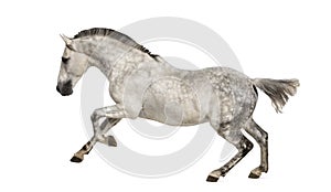 Andalusian horse galloping