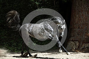 Andalusian horse galloping near the stable