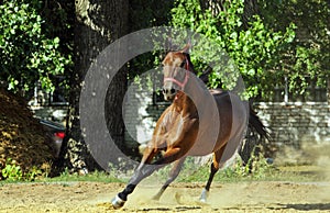 Andalusian horse galloping near the stable