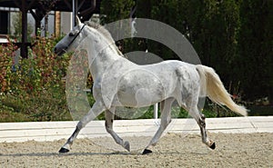 Andaluz un caballo galope más cercano botón 