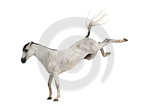 Andalusian horse kicking out photo