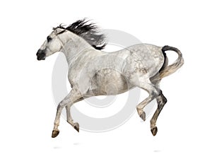 Andalusian horse kicking out photo