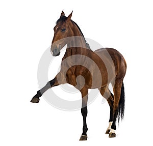 Andalusian horse with a leg up photo