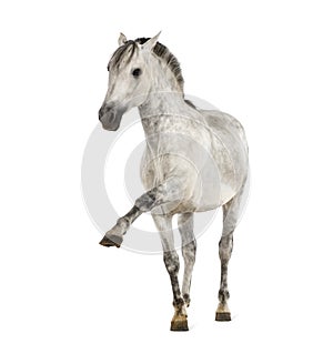 Andalusian horse with a leg up photo