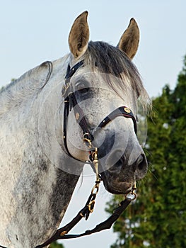 Andalusian horse with medieval bridle portrait