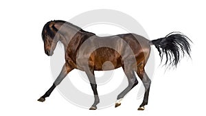 Andalusian horse performing Spanish walk photo