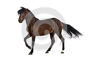 Andalusian horse performing Spanish walk photo