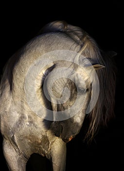 Andalusian horse portrait