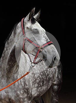 Andalusian horse portrait against  dark background