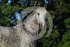 Andalusian horse portrait against dark nature background