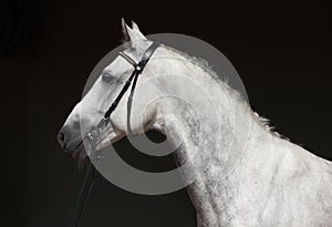 Andalusian horse portrait against dark stable background