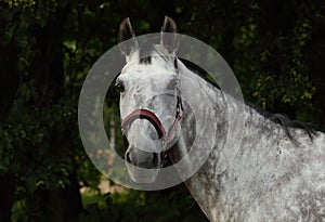 Andalusian horse portrait against  dark trees background