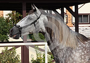 Andalusian horse portrait against  stable background