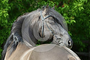 Andalusian horse portrait with a bridle