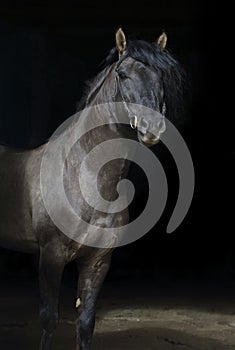 Andalusian horse portrait with a bridle in dark stable