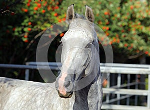 Andalusian horse portrait of white stallion