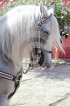 Andalusian horse photo