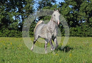 Andalusian horse runs gallop on the green meadow