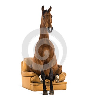 Andalusian horse sitting on an armchair photo