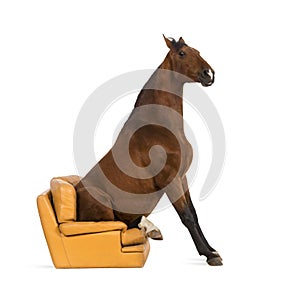 Andalusian horse sitting on an armchair photo