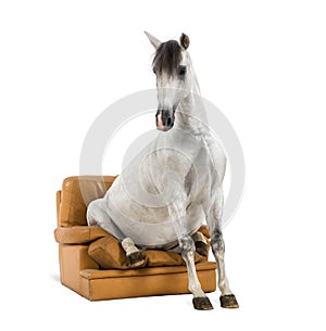 Andalusian horse sitting on an armchair photo