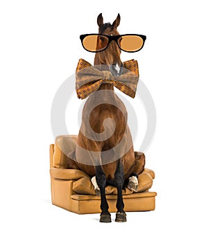 Andalusian horse sitting on an armchair photo