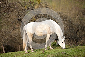 Andalusian horse waiting outside portrait