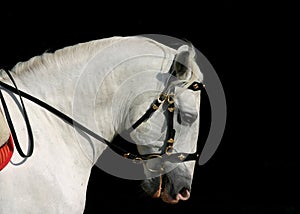 Andalusian horse at work