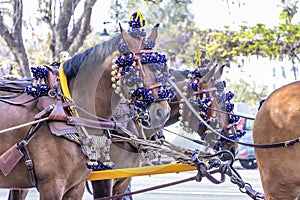 Andalusian horses at the April Fair, Seville Fair Feria de Sevilla, Andalusia, Spain