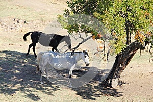 Andalusian horses on pasture