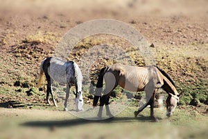 Andalusian horses on pasture
