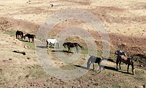 Andalusian horses on pasture