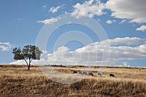 Andalusian landscape with a flock of sheep