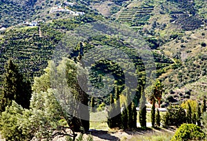 Andalusian Landscape photo