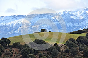 Andalusian landscape in winter, with a green hill surrounded by holm oaks and snowy mountains