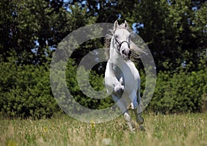 Andalusian stallion galloping across a green meadow