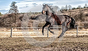 Andalusian stallion. Pura Raza Espanola reproducer