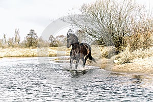 Andalusian stallion. Pura Raza Espanola reproducer