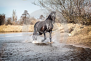 Andalusian stallion. Pura Raza Espanola reproducer